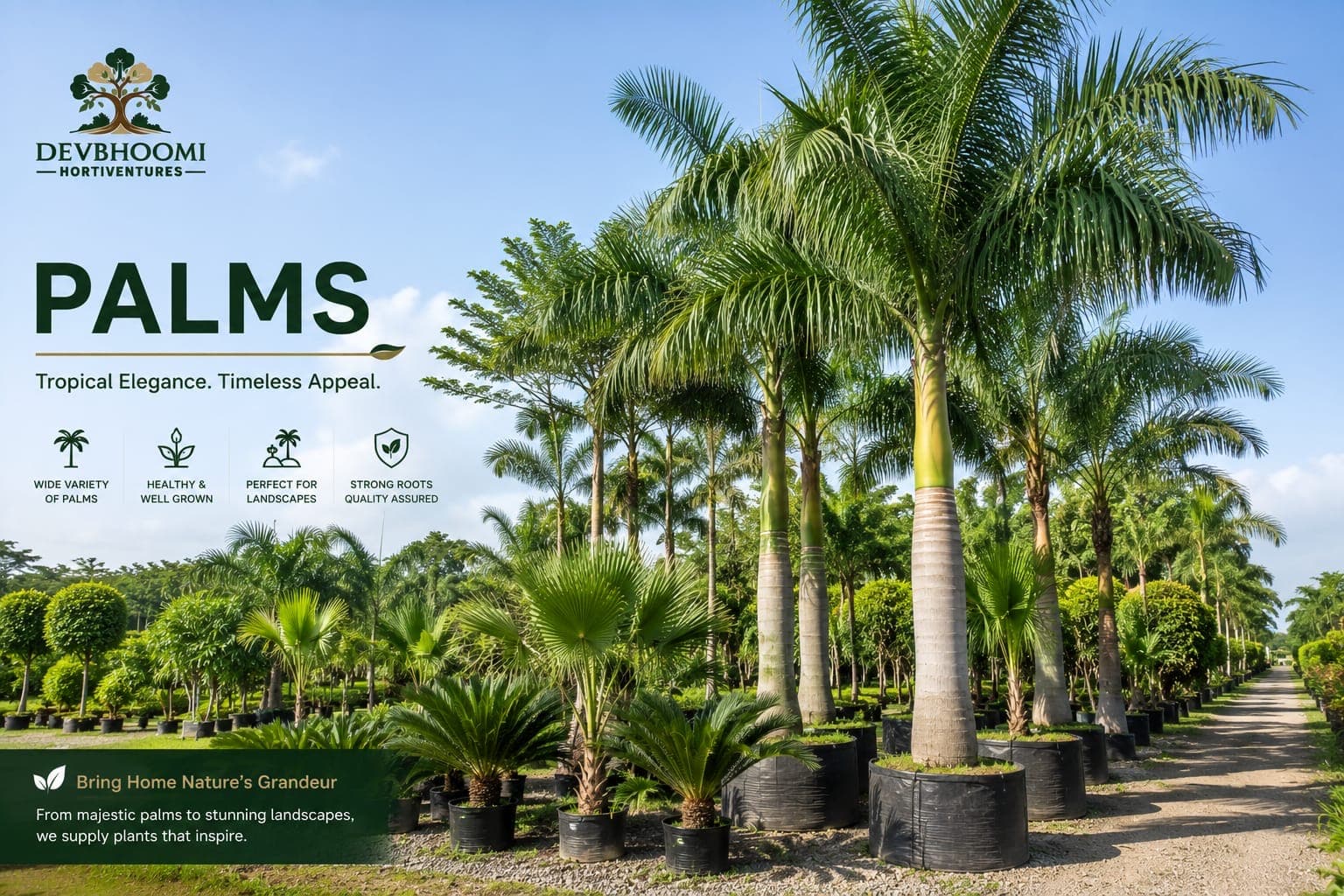 Palm trees