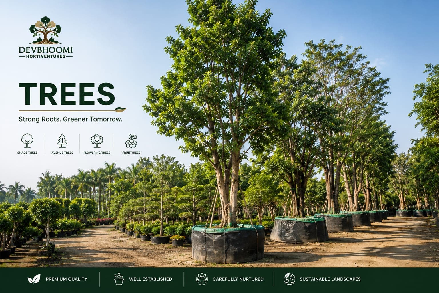Avenue Trees